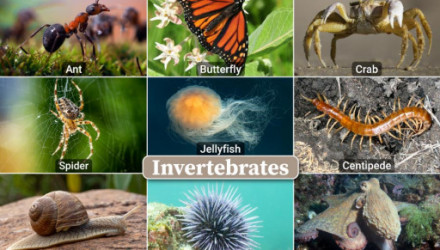 Inverts | NED (National Exotics Database)