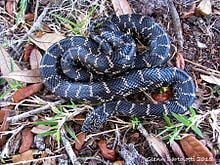 Lampropeltis_getula_floridana.jpg