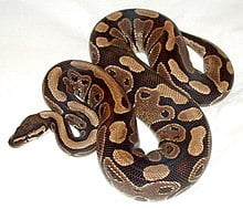 220px-Ball_python_lucy.jpg