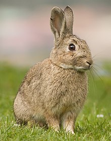 Oryctolagus_cuniculus_Tasmania_2_(cropped).jpg