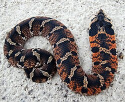 Eastern_Hognose_Snake.jpg